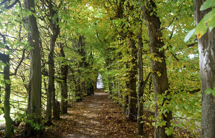 Bäume im beginnenden Herbstlaub säumen einen Weg im Wechselburger Park