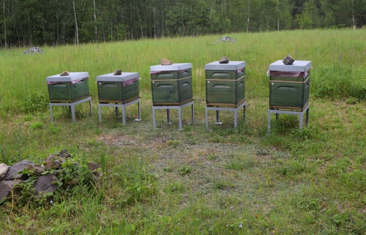 In Reihe aufgestellte Bienenstöcke in der Bergbaufolgelandschaft Zeißholz.