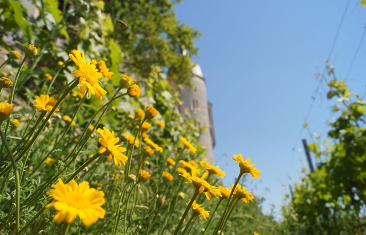 Blumen am Burgberg Meißen - Link: Wildbienenparadies Meißen – 100 Arten im Stadtgebiet zuhause