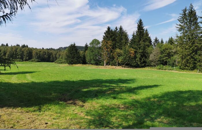 Foto einer Wiese, im Hintergrund Nadelbäume.