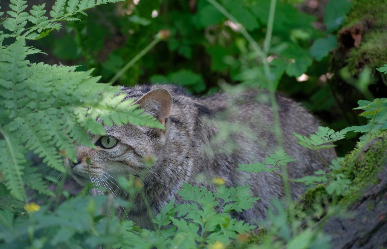 Wildkatze