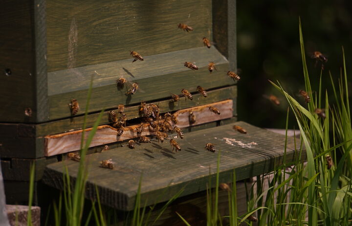 Bienenstock auf der Streuobstwiese Neukirchen.