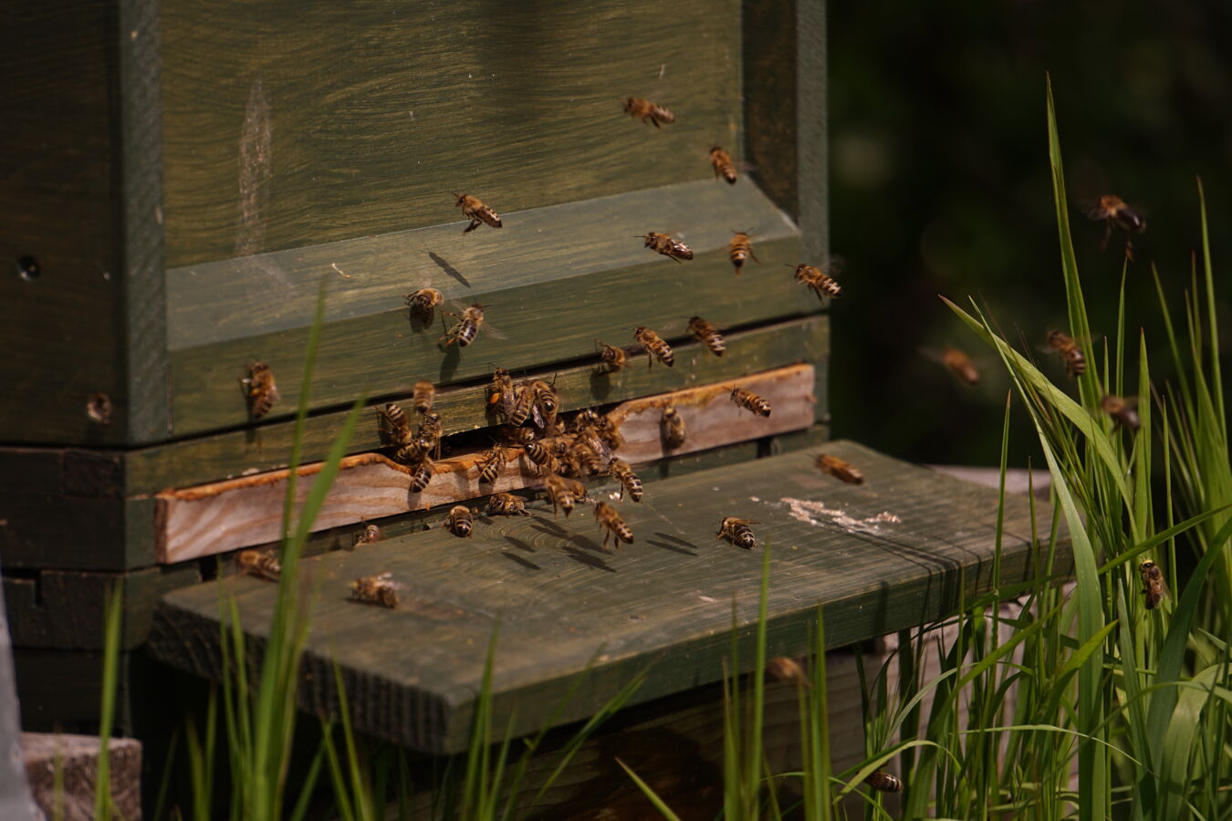 Bienenstock in Neukirchen