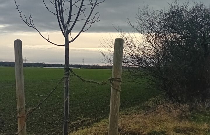 Ein neu gepflanzter Pflaumenbaum