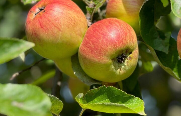 Reife Apfel auf der Streuobstwiese in  Köhra