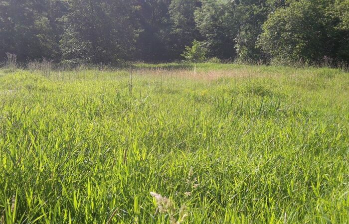 Foto einer Wiese am Waldrand in Koselitz.