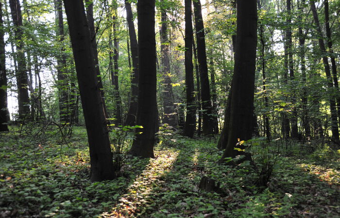 Foto einer Waldfläche mit Sonneneinstrahlung in Freital Juchhöh.
