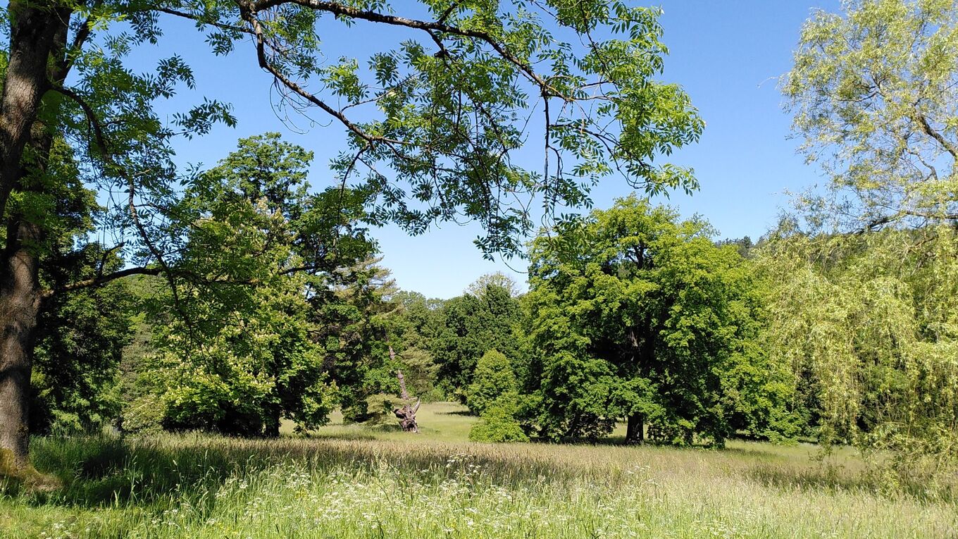 Blick in den Schlosspark mit großen blühenden Wiesen und mächtigen Einzelbäumen.