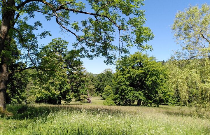 Blick in den Schlosspark mit großen blühenden Wiesen und mächtigen Einzelbäumen. - Link: Herausforderung Klimawandel - Naturschutz und Denkmalpflege wollen gemeinsam handeln