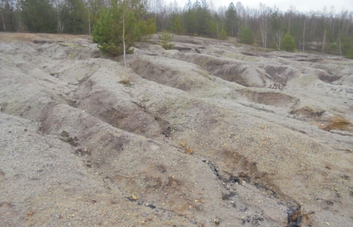 offene Sandfläche des ehemaligen Tagebaus auf der LaNU-eigenen Fläche Bergbaufolgelandschaft Bockwitz