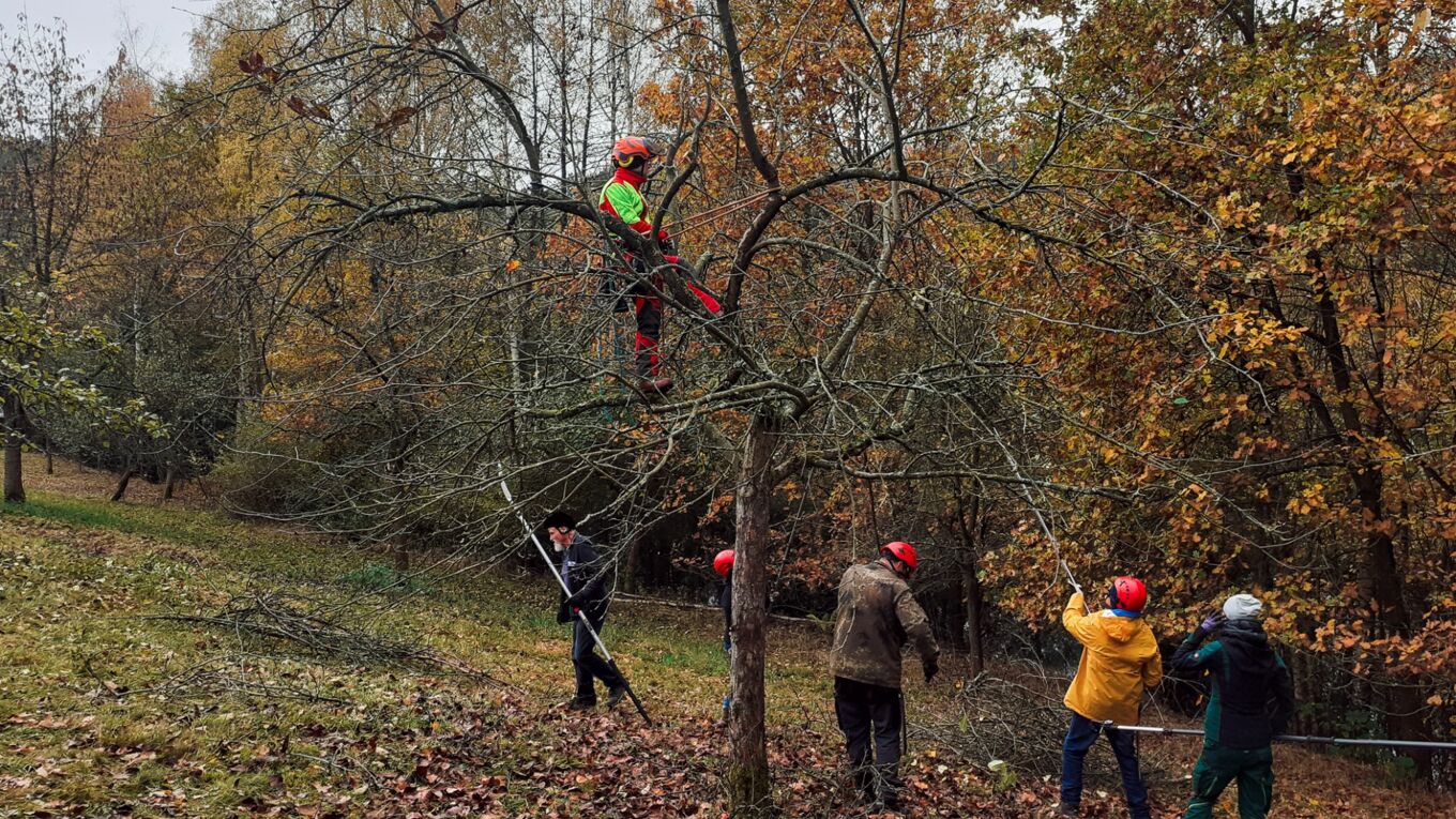 Baumpfleger beschneiden im Herbst die Obstbäume
