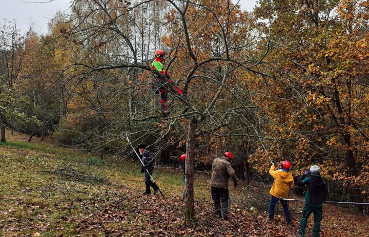 Baumpfleger beschneiden im Herbst die Obstbäume - Link: Interessenbekundung Zertifizierungskurs Obstbaumpflege ab 2027 - Kooperationspartner gesucht