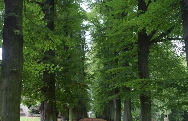 Allee im Schlosspark Wechselburg.
