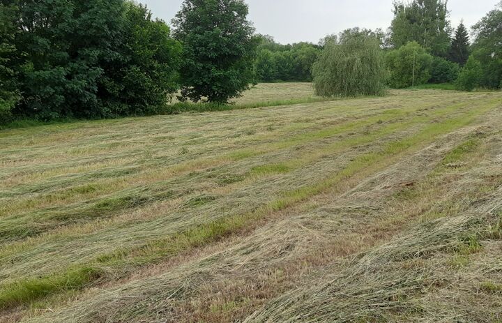 Blick auf die gemähte Wiese in Pratzschwitz.
