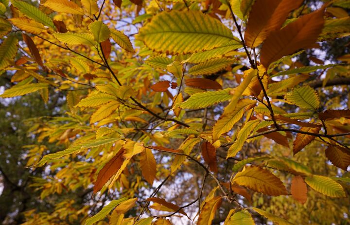 Herbstliche Blätter des Esskastanie im Botanischen Lehrgarten Leipzig
