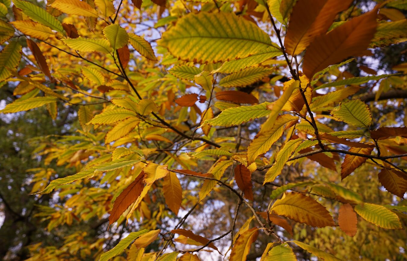 Herbstliche Blätter des Esskastanie im Botanischen Lehrgarten Leipzig