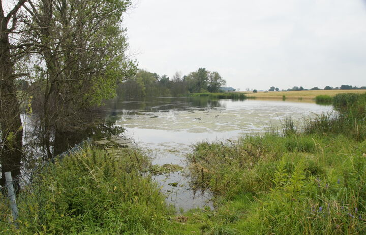 Freiwasserfläche auf der LaNU-Fläche Kulkwitzer Lachen