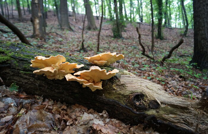Foto von Totholz mit Pilzbewuchs in Freital Burgwartsberg.