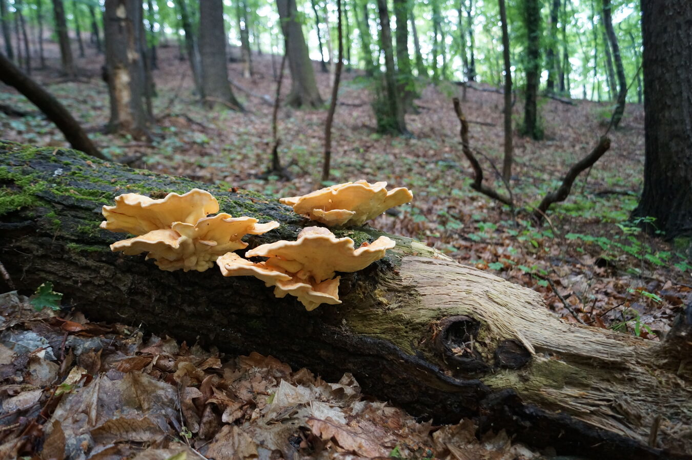 Schwammpilze auf Altholz in Freital Burgwartsberg