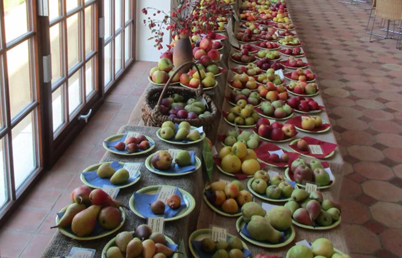 Apfel, Birne, Quitte und Co. bei der Sortenschau in der Orangerie