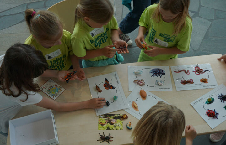 Eine Gruppe von Kindern sitzt um einen Tisch herum. Auf dem Tisch liegen Blätter mit Bildern von Insekten. Die Kinder ordnen den Bilder kleine Insektenfiguren zu.