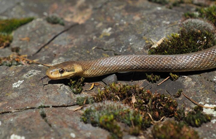 Link: Artenkenntnis Amphibien/ Reptilien
