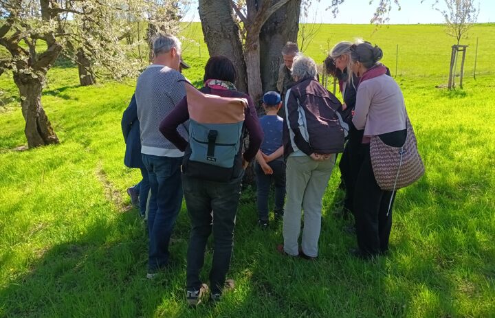 Eine Gruppe interessierter Teilnehmender steht vor einem Obstbaum um Dr. Lorenz, der Wissenswertes zu Insekten der Streuobstwiese erzählt - Link: #streuobstueberall – eine gelungene Entdeckungstour in Freital-Weißig