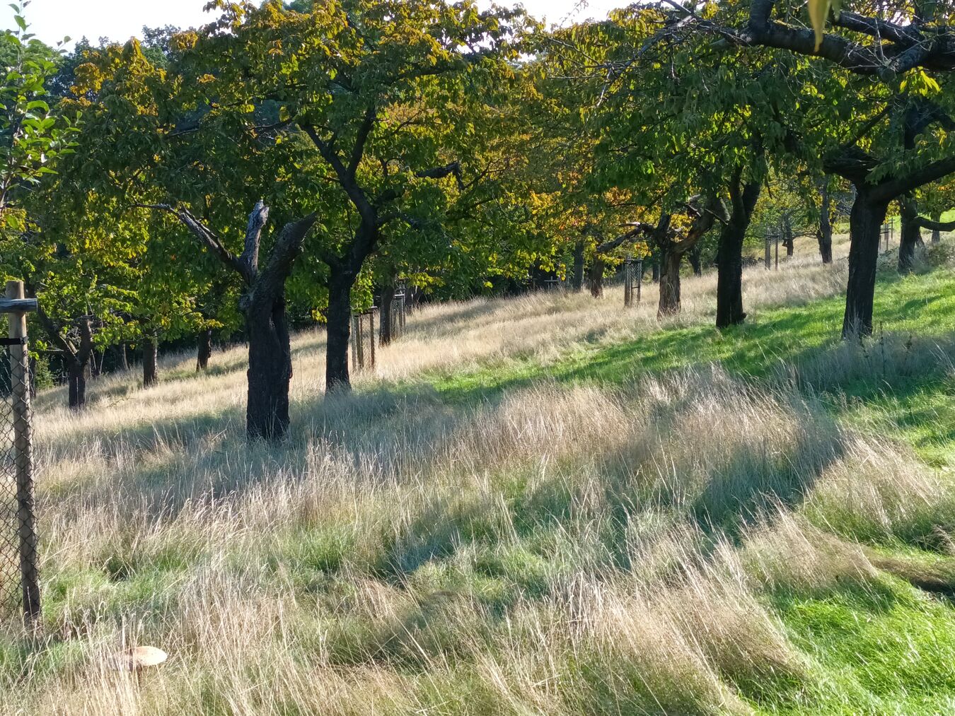 Blick auf den Baumbestand der Streuobstwiese
