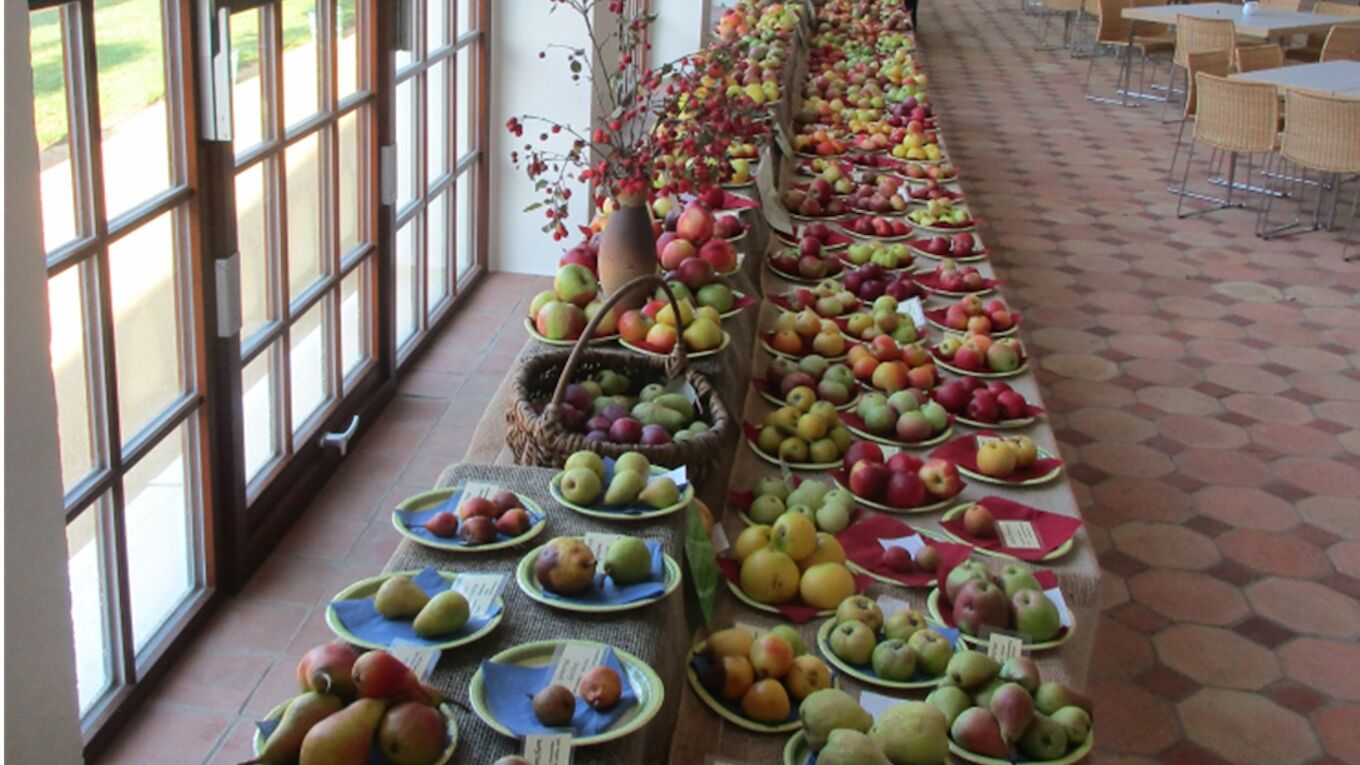 Sortenschau der Ernten von Streuobstwiesen