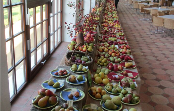 Sortenschau der Ernten von Streuobstwiesen - Link: Streuobstwiesen – Perlen der sächsischen Kulturlandschaft 