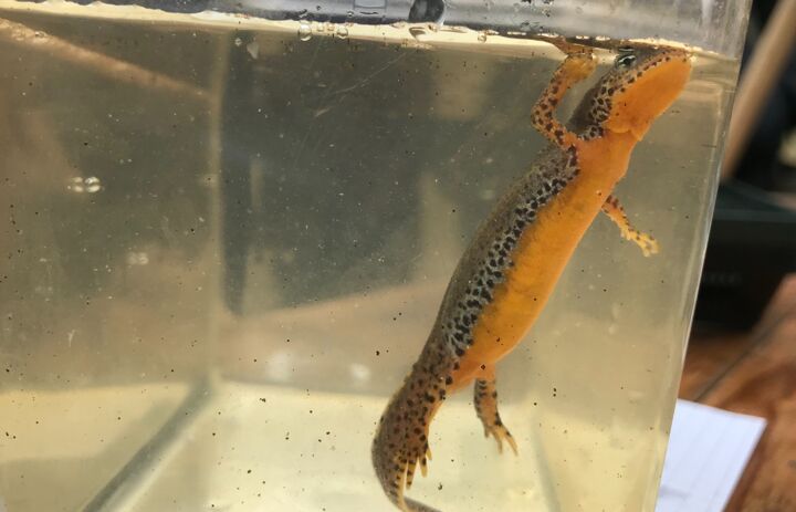 Link: Praxistag Herpetologie