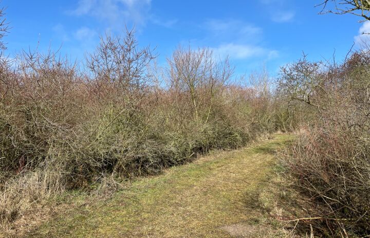 Link: Ausschreibung eines Rahmenvertrages im Naturschutzgebiet „Werbeliner See“