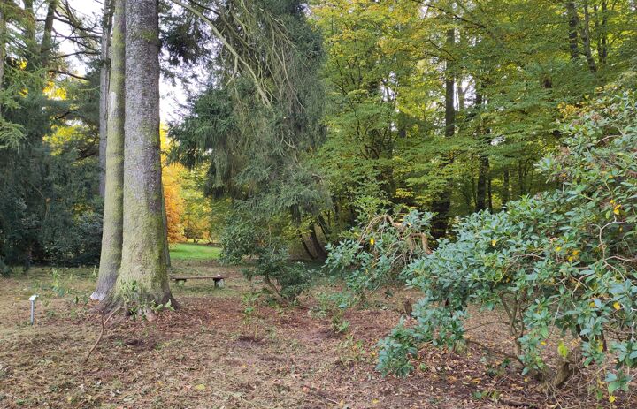 Die Bank steht nun frei in der Sichtachse - im Vordergrund sind neue Rhododendron-Pflänzchen gepflanzt.