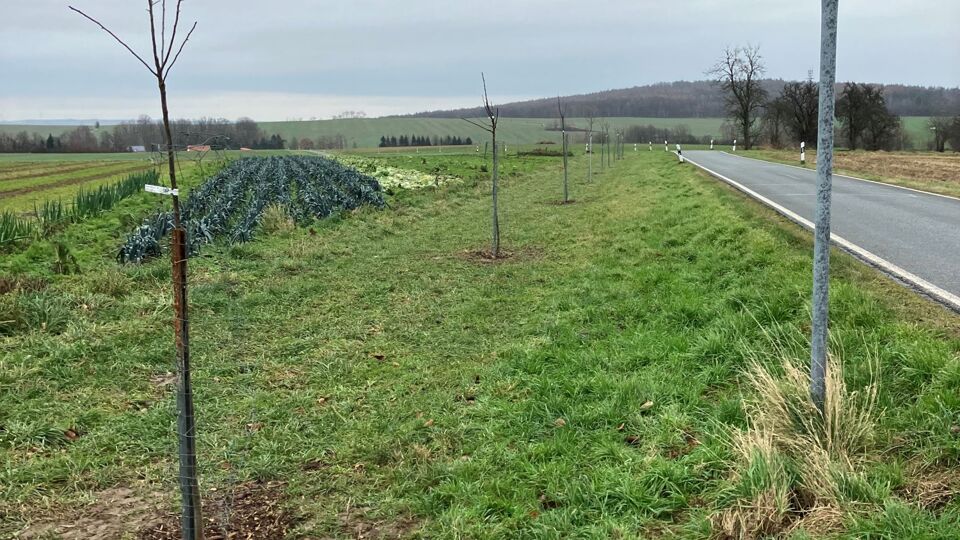 Eine neu gepflanzte Baumreihe entlang einer Straße.