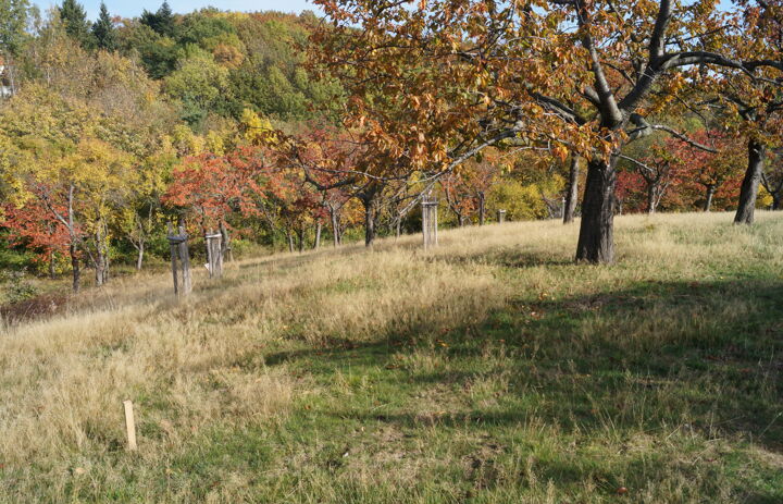 Blick auf die Streuobstwiese mit rot und gelb gefärbten Blättern