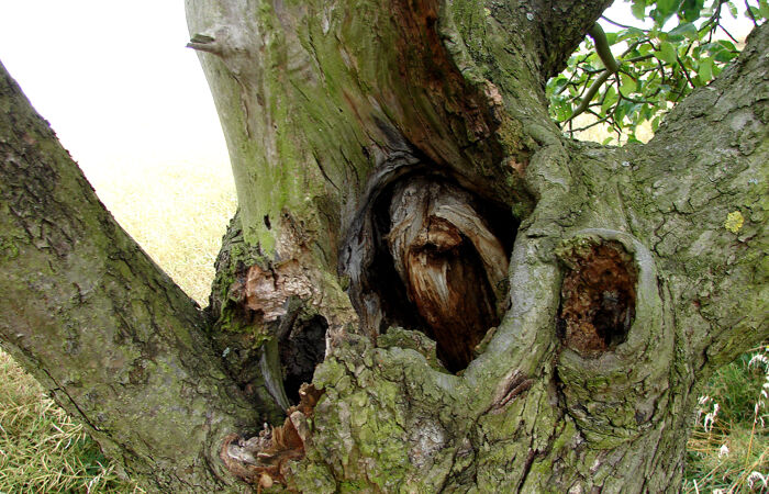 Foto einer Bruthöhle in einem alten Baum auf der Streuobstwiese Köhra.