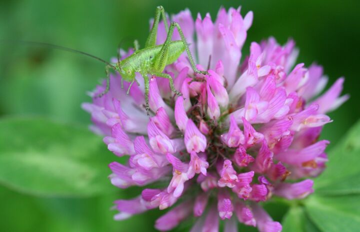 Link: Forschung, Daten und Monitoring zur Biodiversität