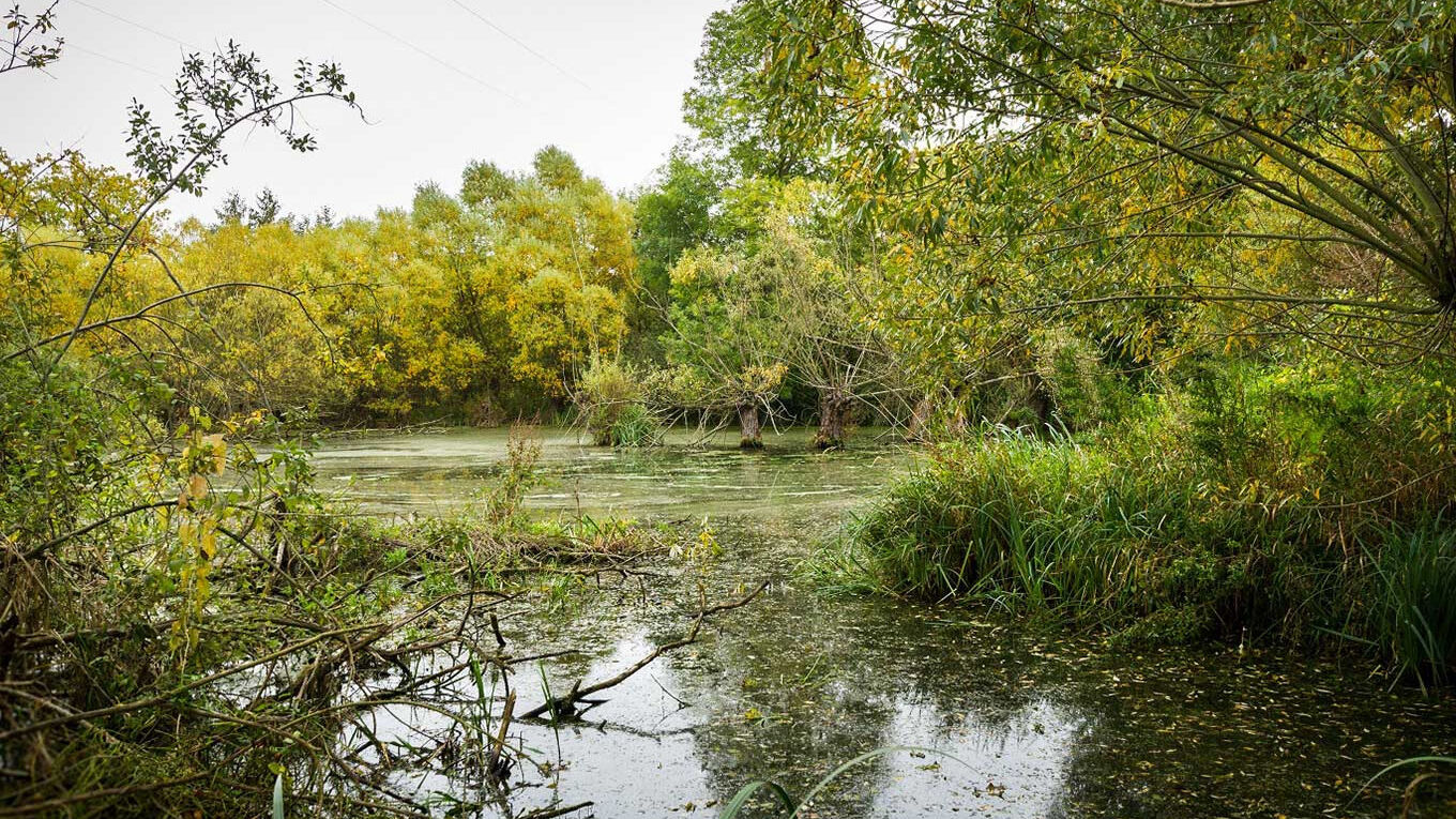 Man sieht einen kleinen Fluss umgeben von grünen Bäumen, die sich über des Wasser neigen. Am Flussrand wächst hohes Gras, im Wasser treiben Blätter.