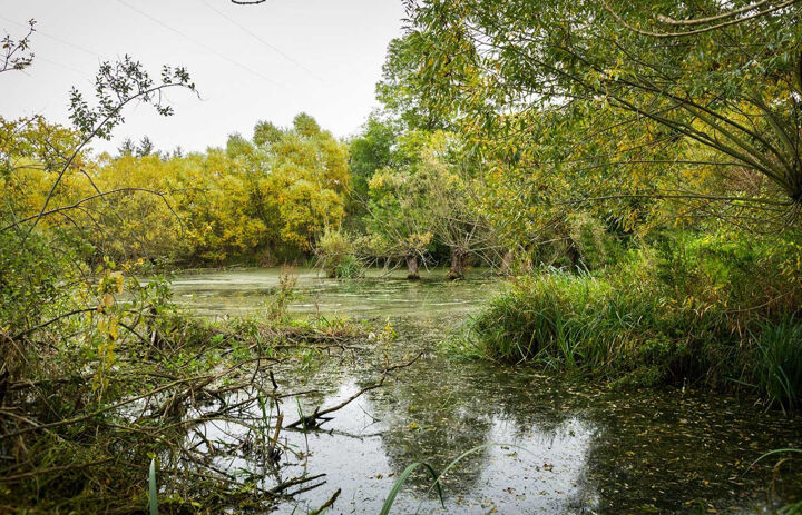 Man sieht einen kleinen Fluss umgeben von grünen Bäumen, die sich über des Wasser neigen. Am Flussrand wächst hohes Gras, im Wasser treiben Blätter.