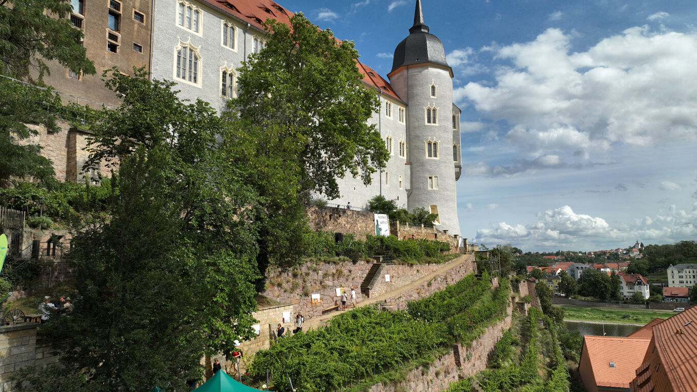 Blick auf die Weinterrassen am Burgberg Meißen
