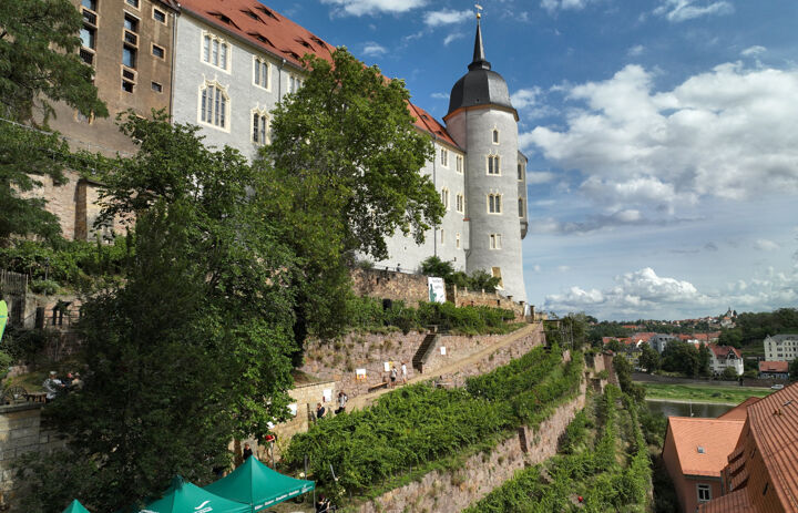 Blick auf die Weinterrassen am Burgberg Meißen - Link: Bunte Artenvielfalt inmitten von Meißen am Burgberg an der Albrechtsburg