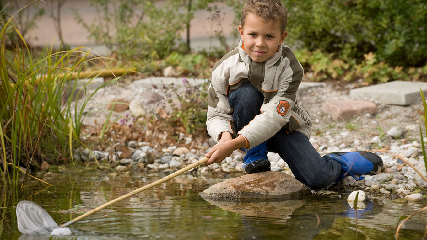 Ein Junge kniet an einem seichten Wasser und zieht einen Käscher durch das Wasser.
