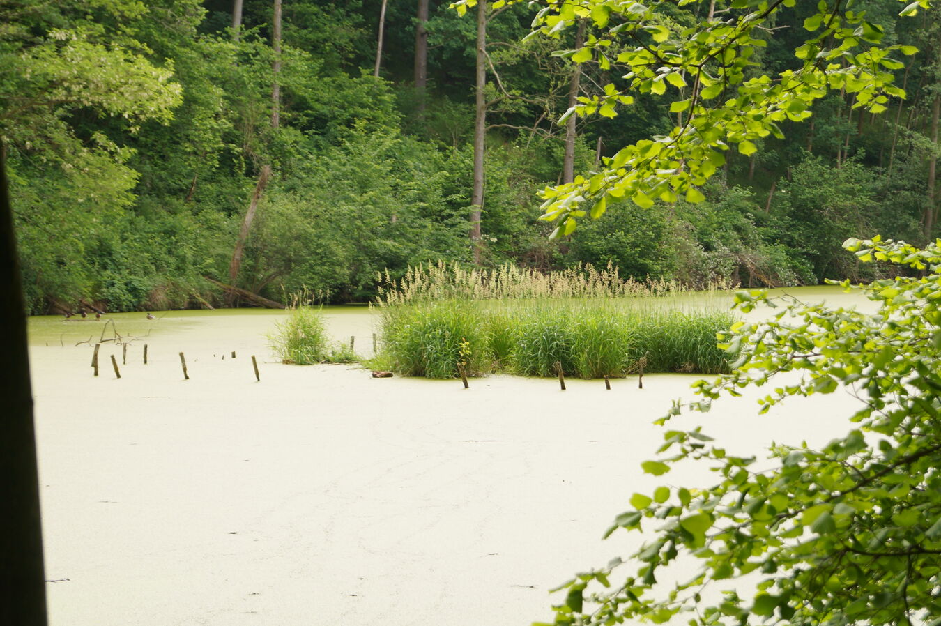 Brösen Giksteich 2