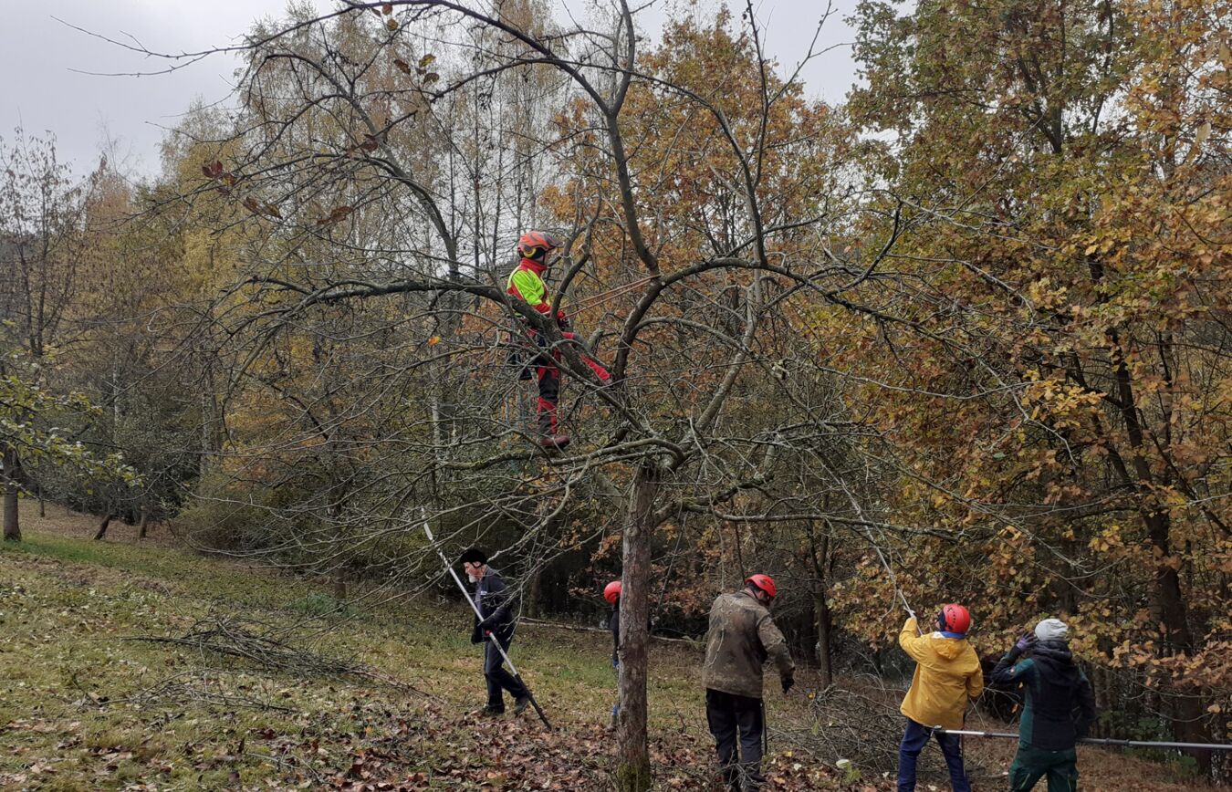 Obstbaumschnitt