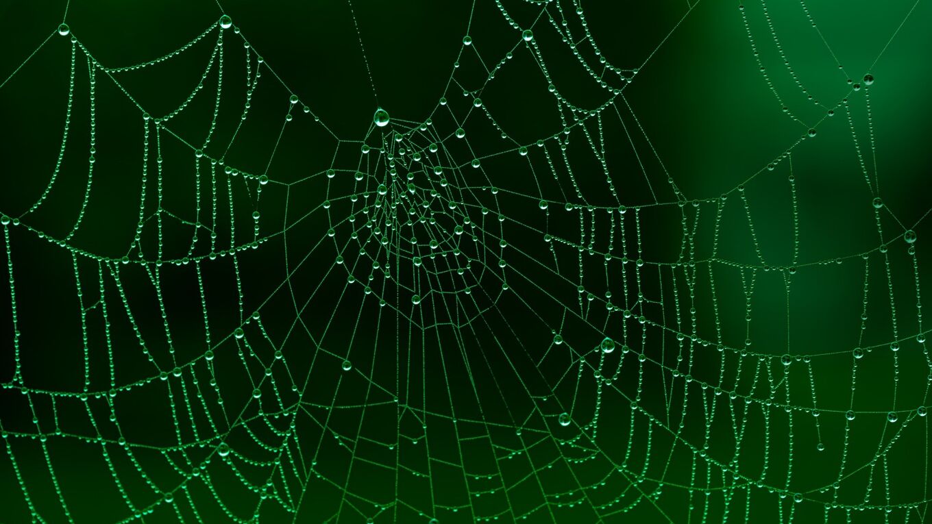 Spinnennetz mit Tropfen (Foto Pixabay, Kai Reschke)
