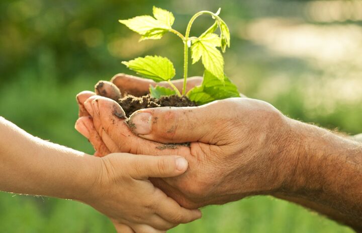 Kinder- und Erwachsenenhände halten eine Pflanze - Link: Testamentsspende