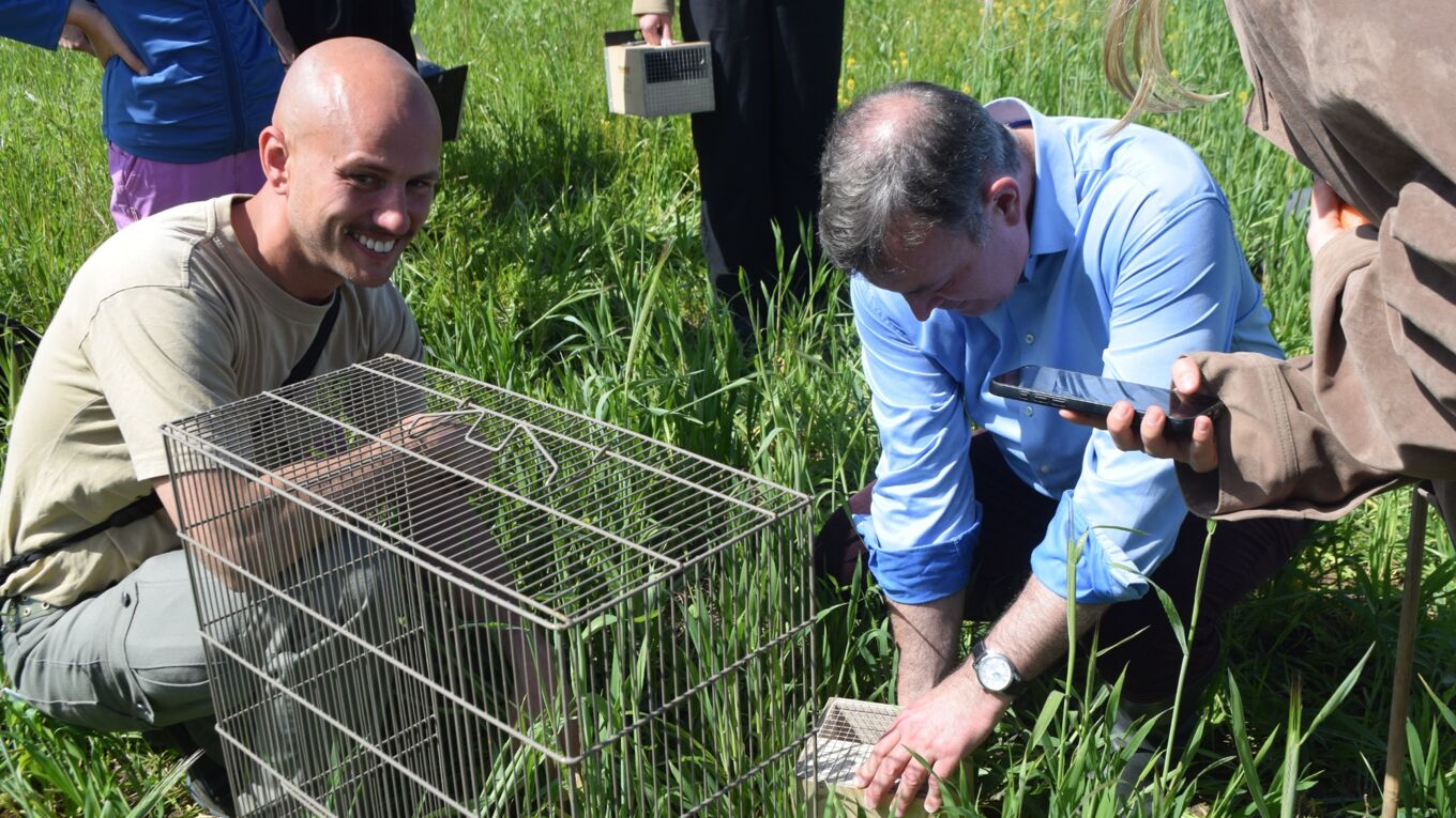 Stiftungsdirektor Robert Clemen öffnet zum auswildern eines Feldhamsters dessen Box, unterstützt von einem Mitarbeiter des Zoos Leipzig