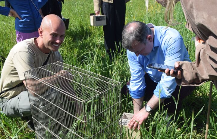 Stiftungsdirektor Robert Clemen öffnet zum auswildern eines Feldhamsters dessen Box, unterstützt von einem Mitarbeiter des Zoos Leipzig - Link: Medieneinladung
