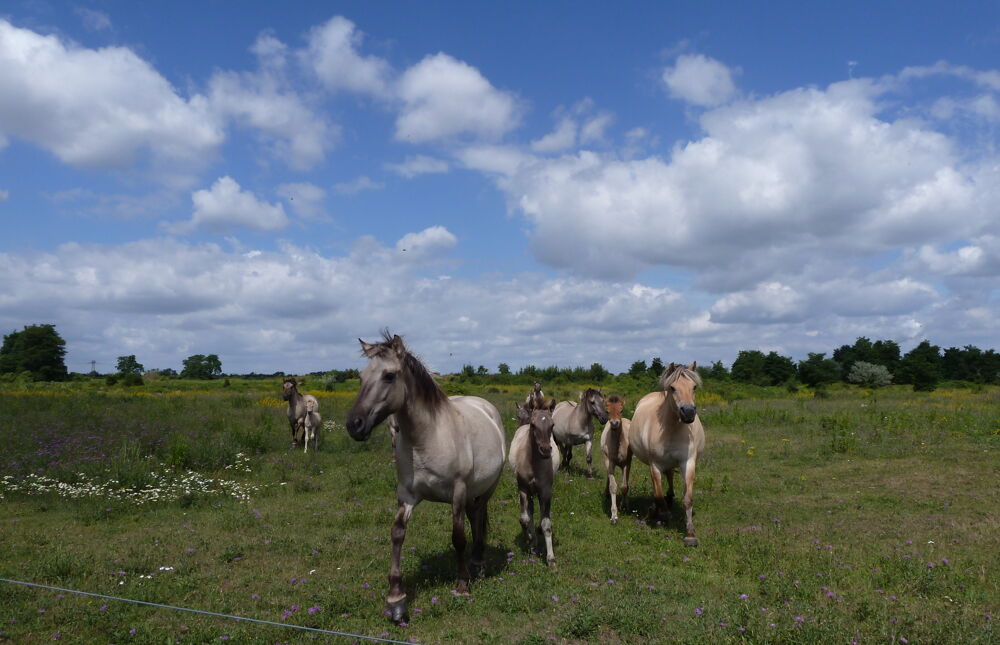 Konik-Pferde auf einer Fläche der LaNU-eigenen Fläche Deutzen Bergbaufolgelandschaft