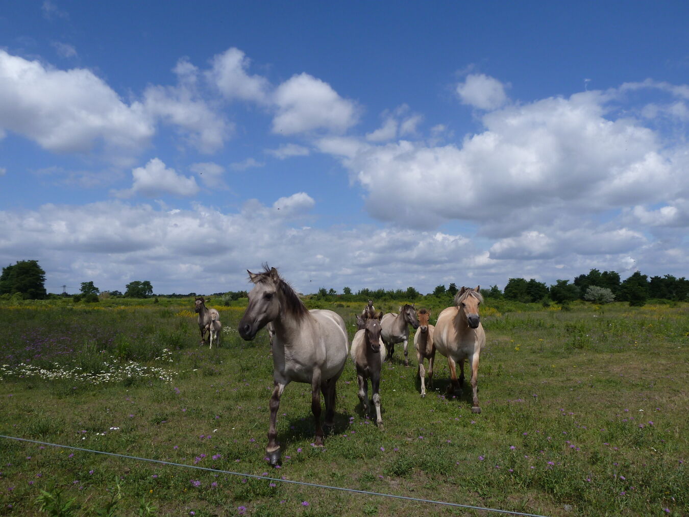 Konik-Pferde in der Bergbaufolgelandschaft Deutzen